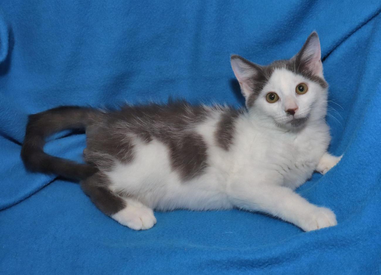 Enlarge Marcus, an adopted Domestic Short Hair in Euclid, OH image 5/5