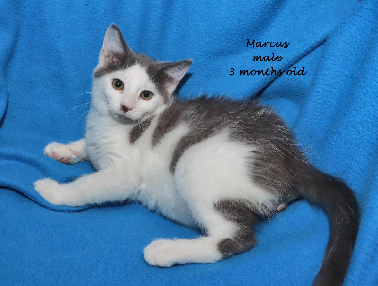 Enlarge Marcus, an adopted Domestic Short Hair in Euclid, OH image 2/5
