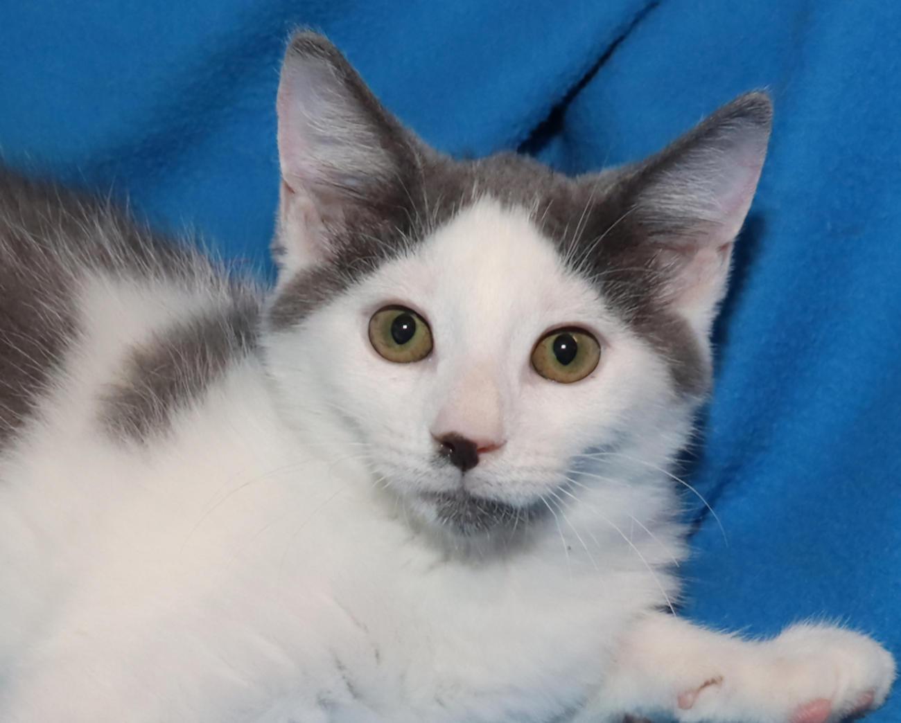 Marcus, adopted, Kitten Male Domestic Short Hair.
