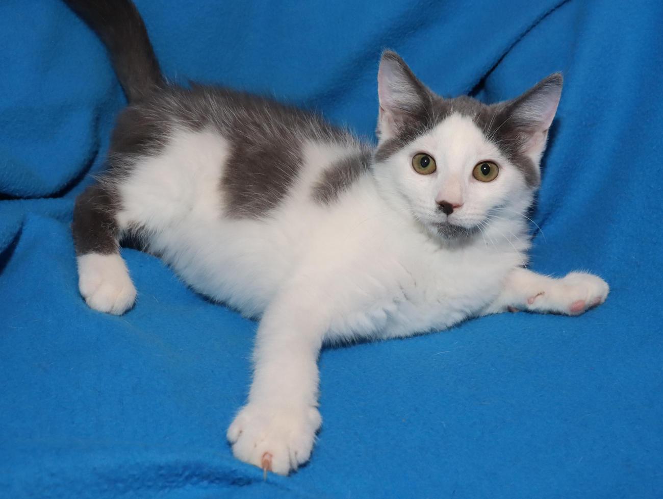 Enlarge Marcus, an adopted Domestic Short Hair in Euclid, OH image 4/5