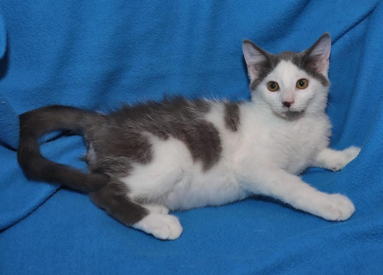 Enlarge Marcus, an adopted Domestic Short Hair in Euclid, OH image 3/5