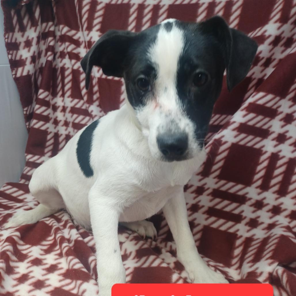 Lil Mick, Adoptable, Puppy Male Jack Russell Terrier.