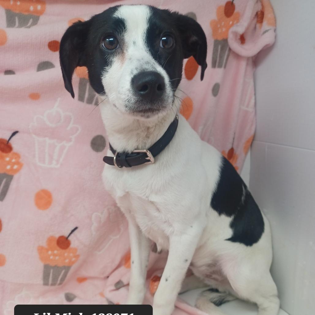 Enlarge Lil Mick, a Adoptable Jack Russell Terrier in New Tazewell, TN image 2/2