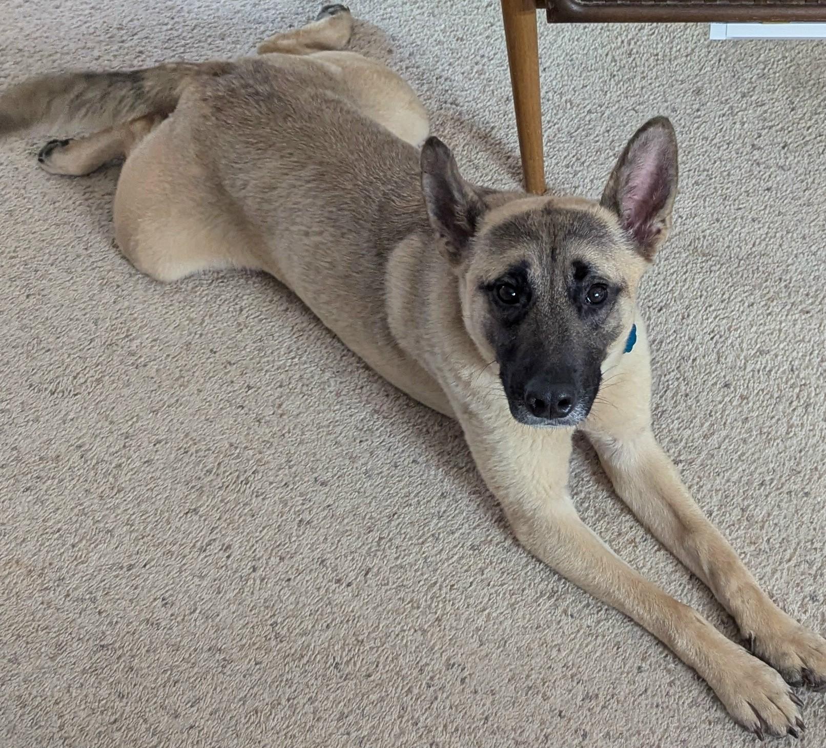 Enlarge Mr Woofy (GREAT Family Dog), a ADOPTABLE mixed breed in Newfoundland, PA image 2/4