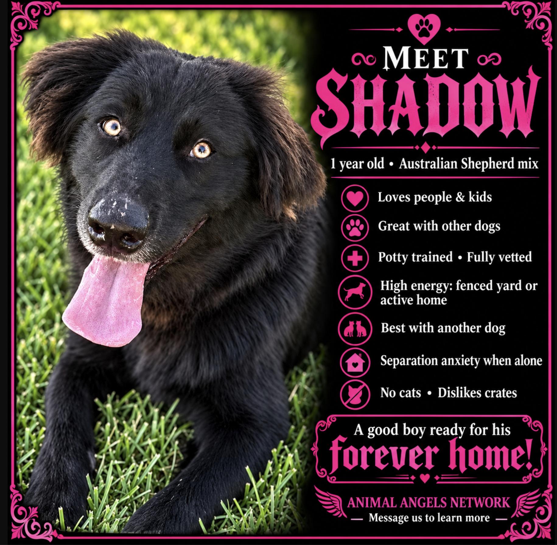 Shadow, Adoptable, Young Male German Shepherd Dog & Australian Shepherd.