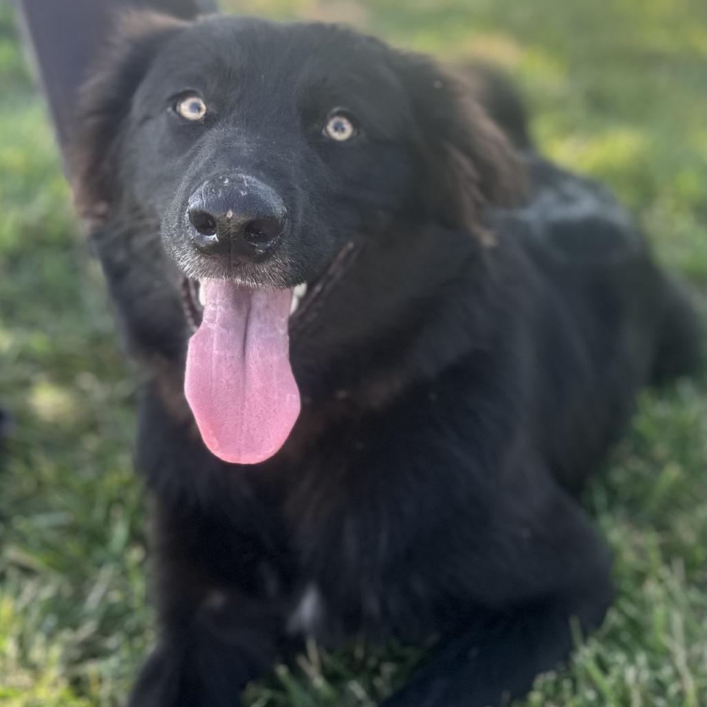 Enlarge Shadow, a Adoptable mixed breed in Rogersville, MO image 3/5