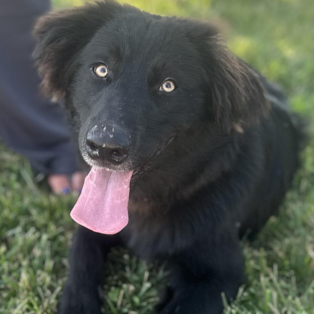 Enlarge Shadow, a Adoptable mixed breed in Rogersville, MO image 5/5