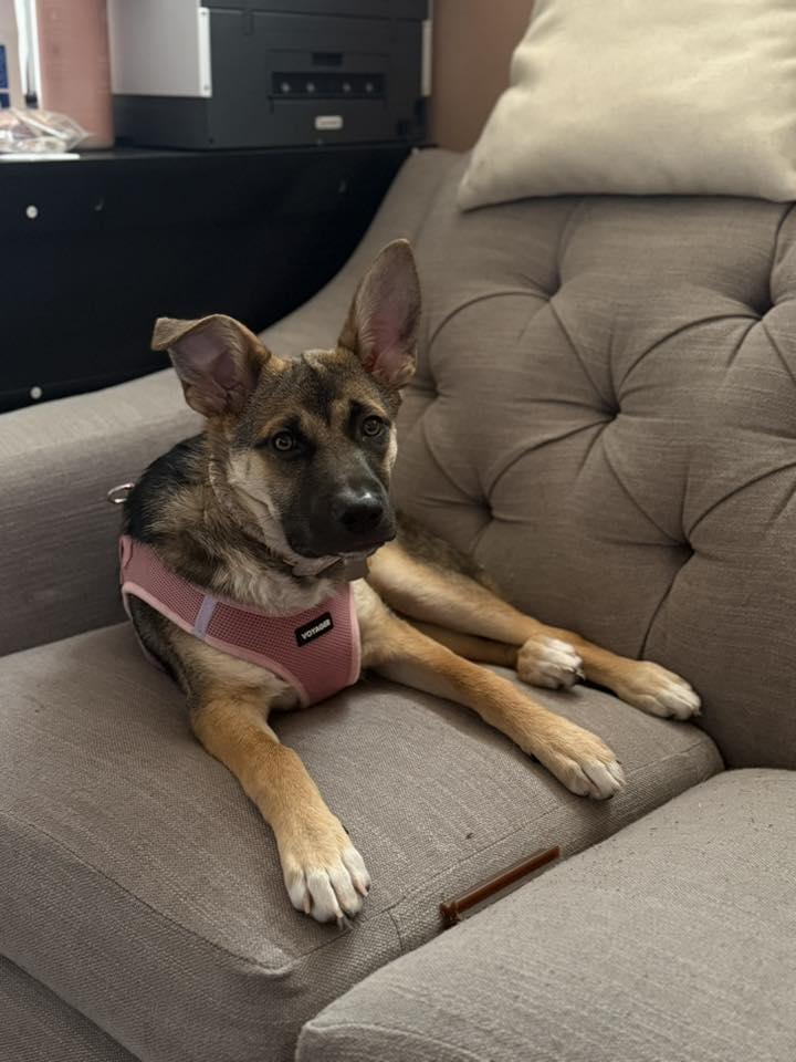 Everywhere *1/2 price adoption fee*