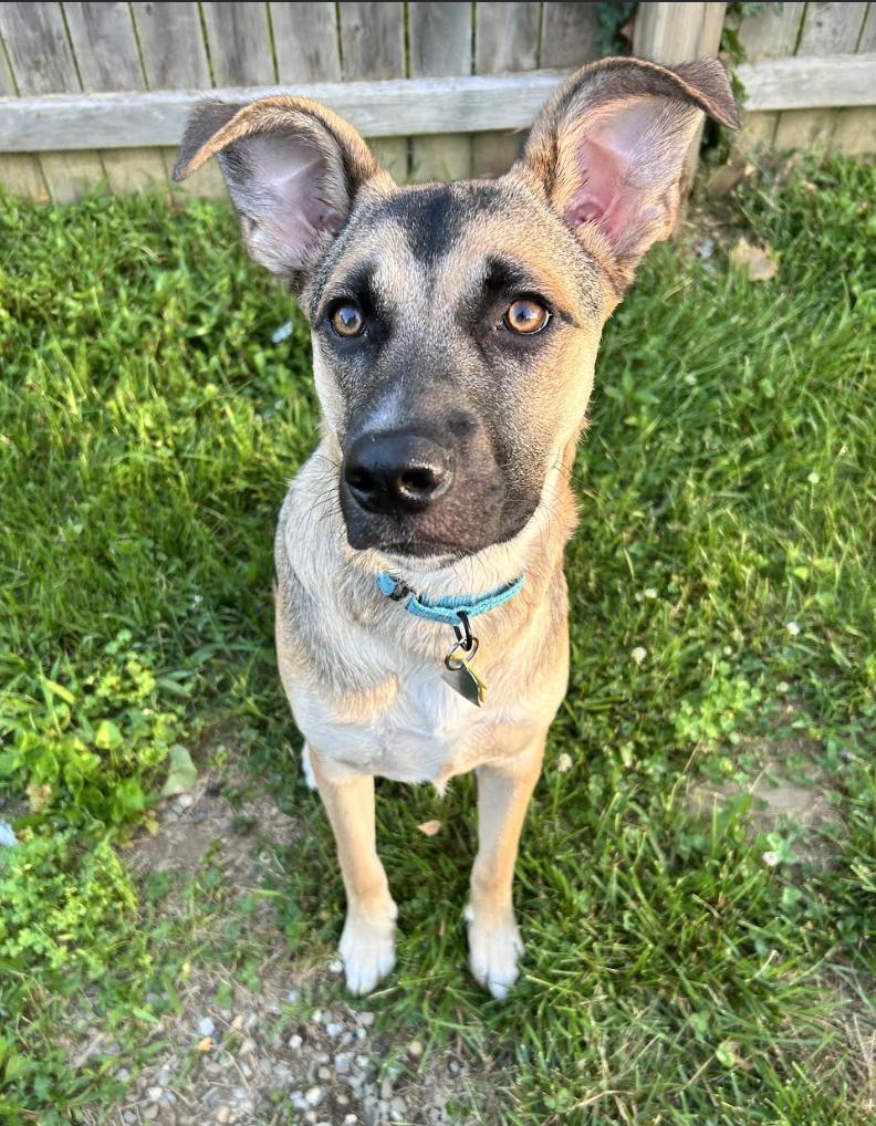 Everywhere *1/2 price adoption fee*