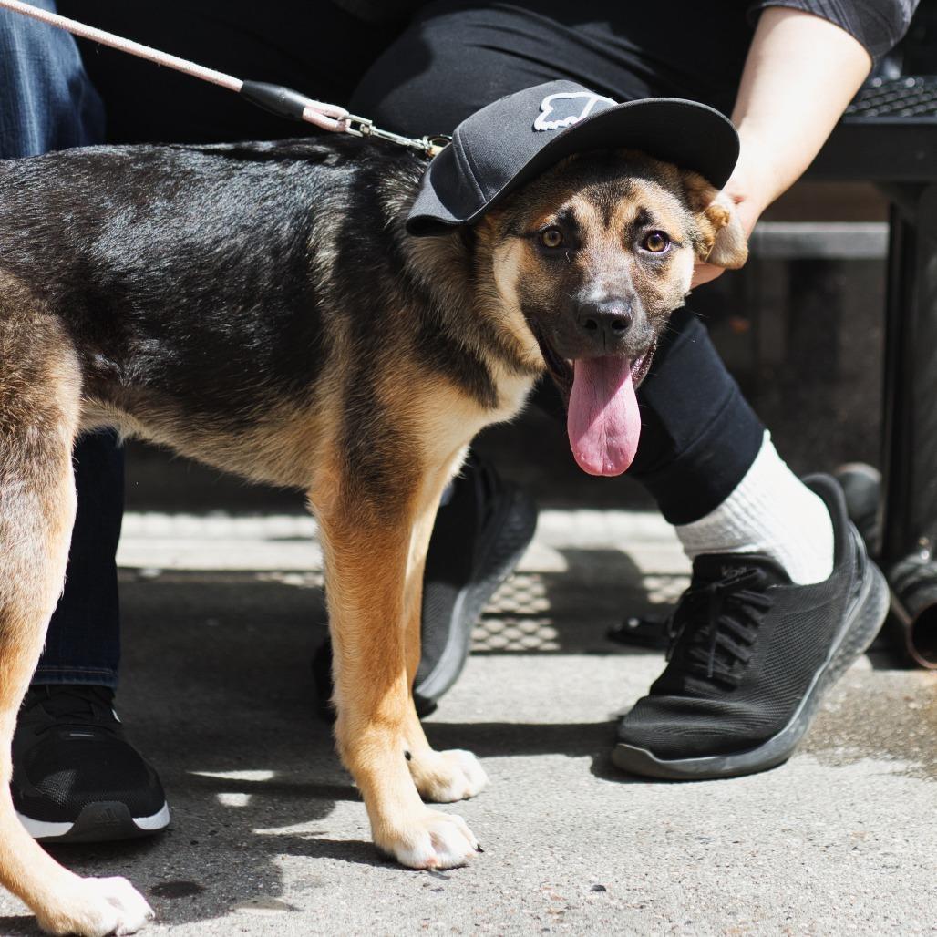 Everywhere *1/2 price adoption fee*