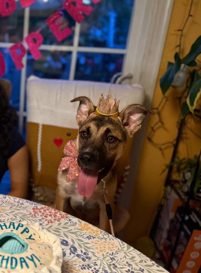 Everywhere *1/2 price adoption fee*