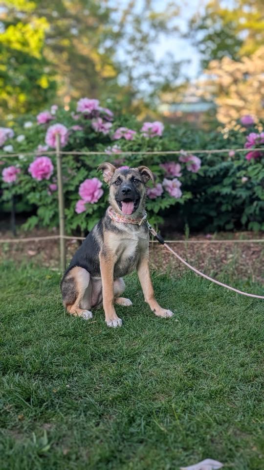 Everywhere *1/2 price adoption fee*