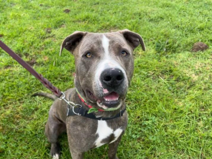 Enlarge CROSBY, a Adoptable mixed breed in Los Angeles, CA image 1/1