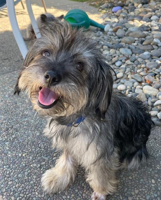 Buffy, ADOPTABLE, Adult Female Terrier.