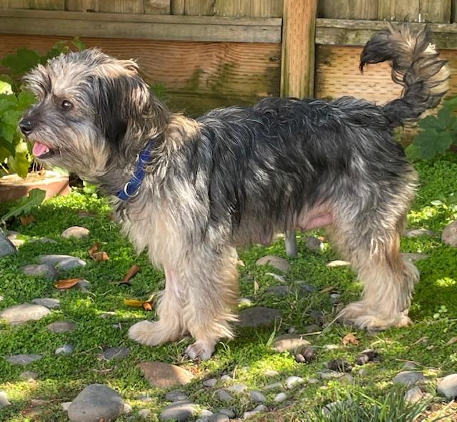 Buffy, a ADOPTABLE mixed breed in Redwood City, CA image 2/6