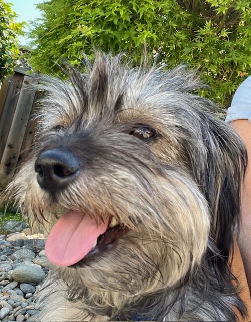 Buffy, a ADOPTABLE mixed breed in Redwood City, CA image 3/6