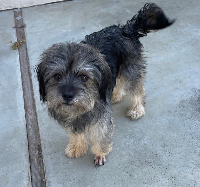 Buffy, a ADOPTABLE mixed breed in Redwood City, CA image 4/6