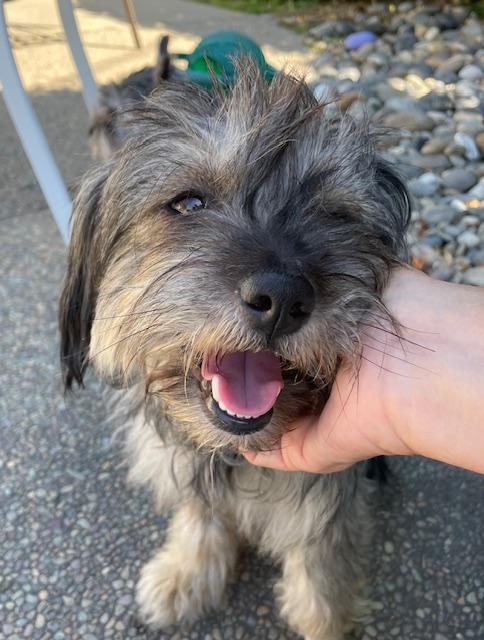 Buffy, a ADOPTABLE mixed breed in Redwood City, CA image 6/6