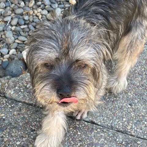 Buffy, a ADOPTABLE mixed breed in Redwood City, CA image 5/6