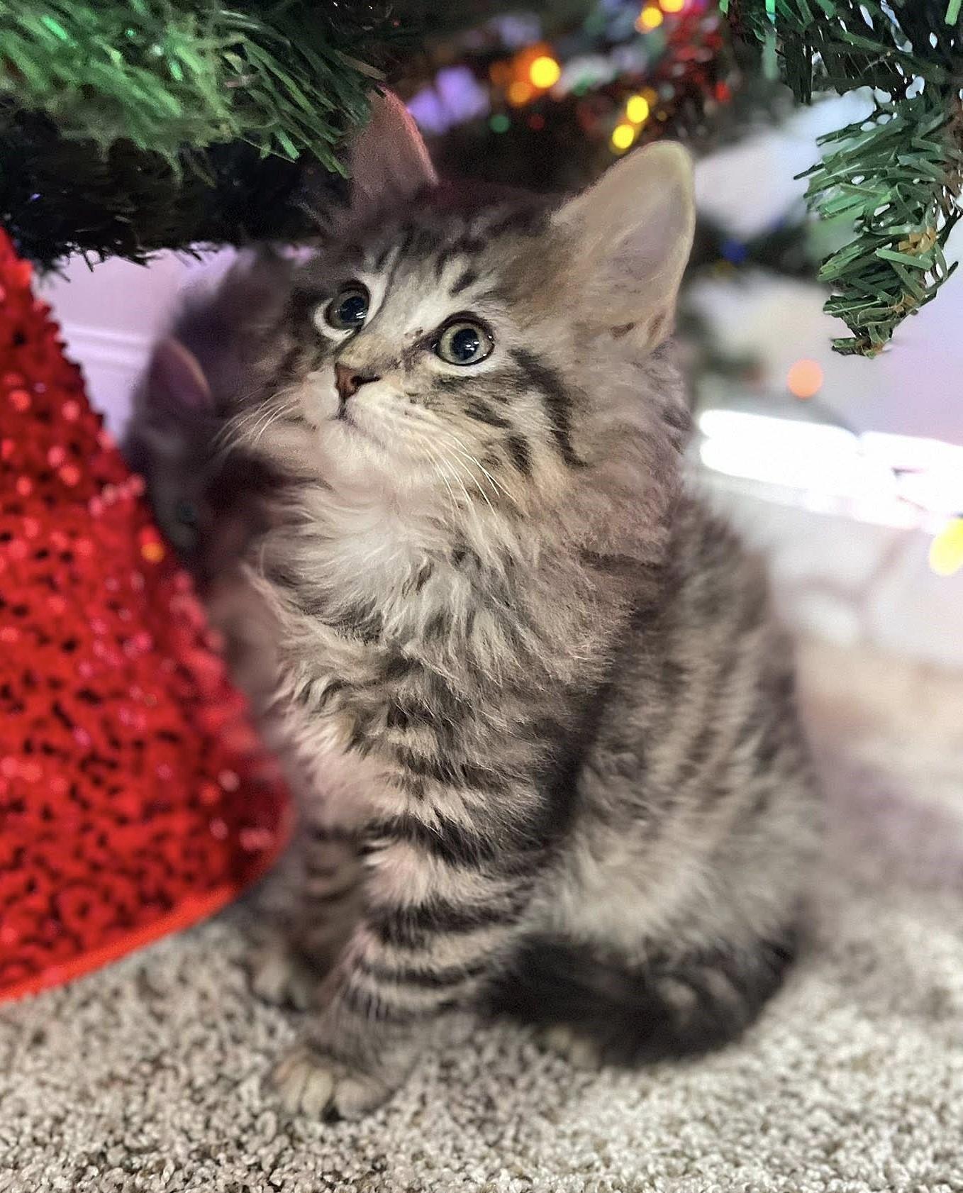 Tinsel, adopted, Kitten Male Domestic Long Hair.