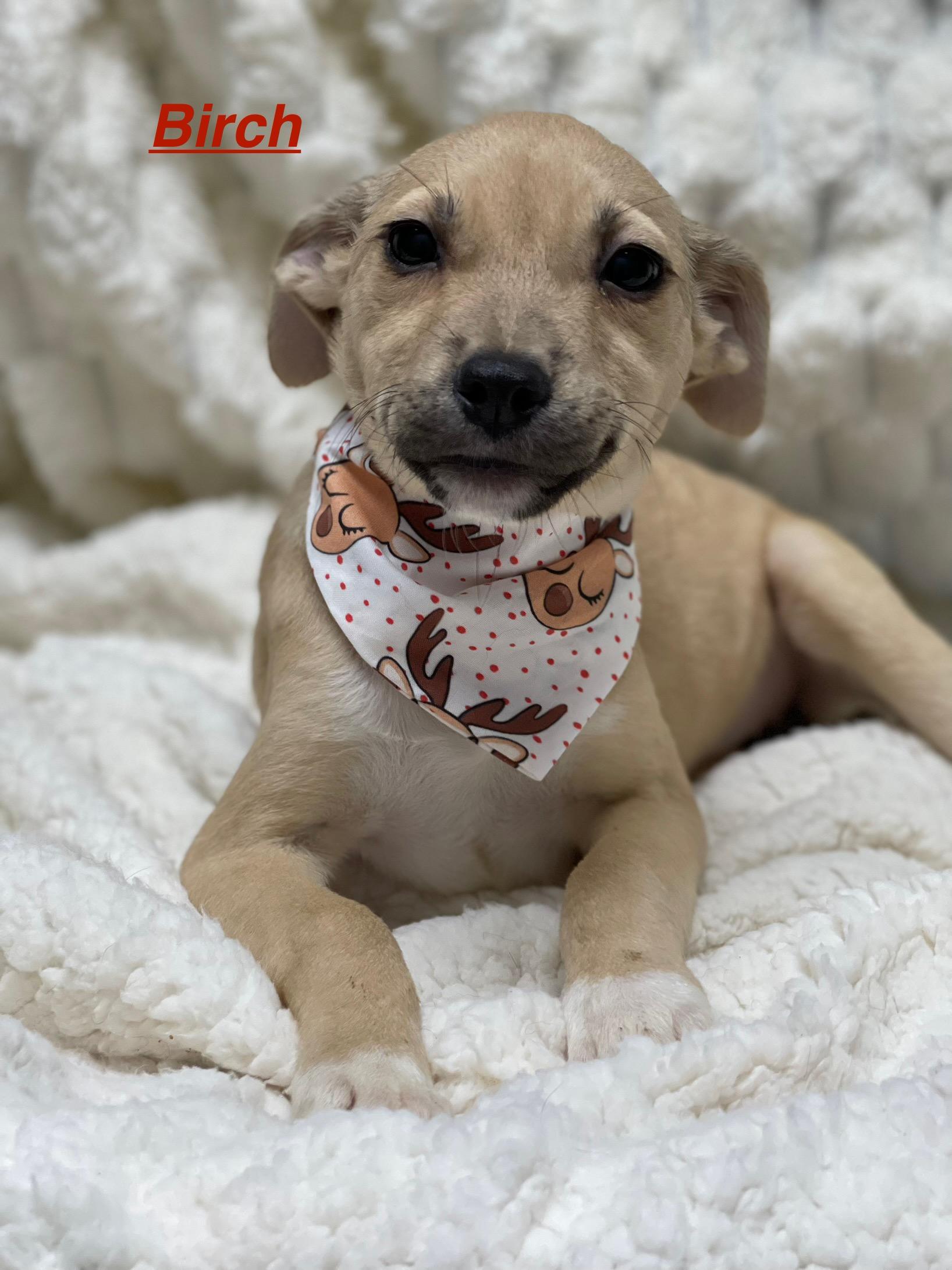 Enlarge Birch, a ADOPTABLE mixed breed in Bowdoin, ME image 1/1