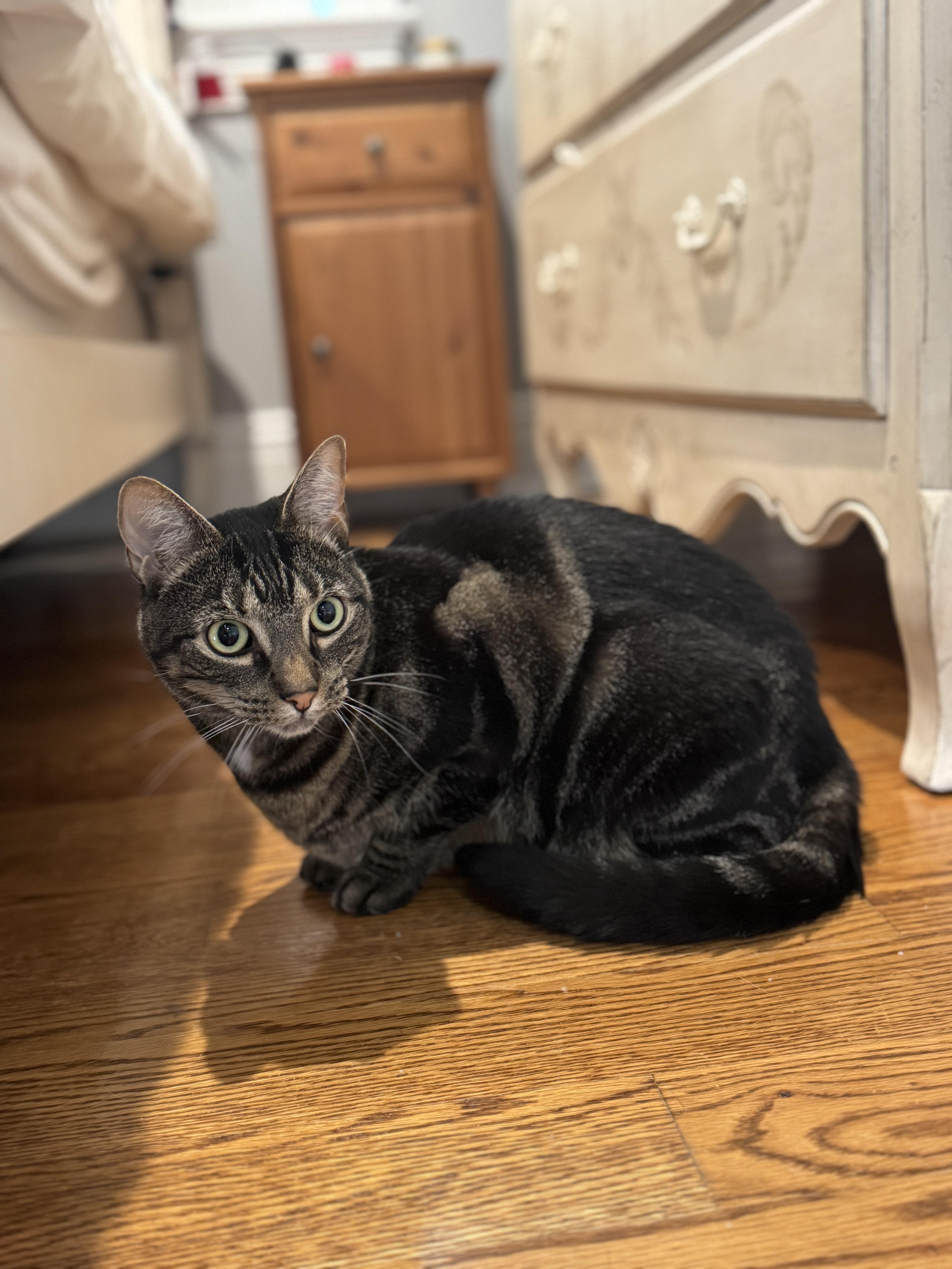 Enlarge Kiki, a Adoptable mixed breed in Thornwood, NY image 2/5