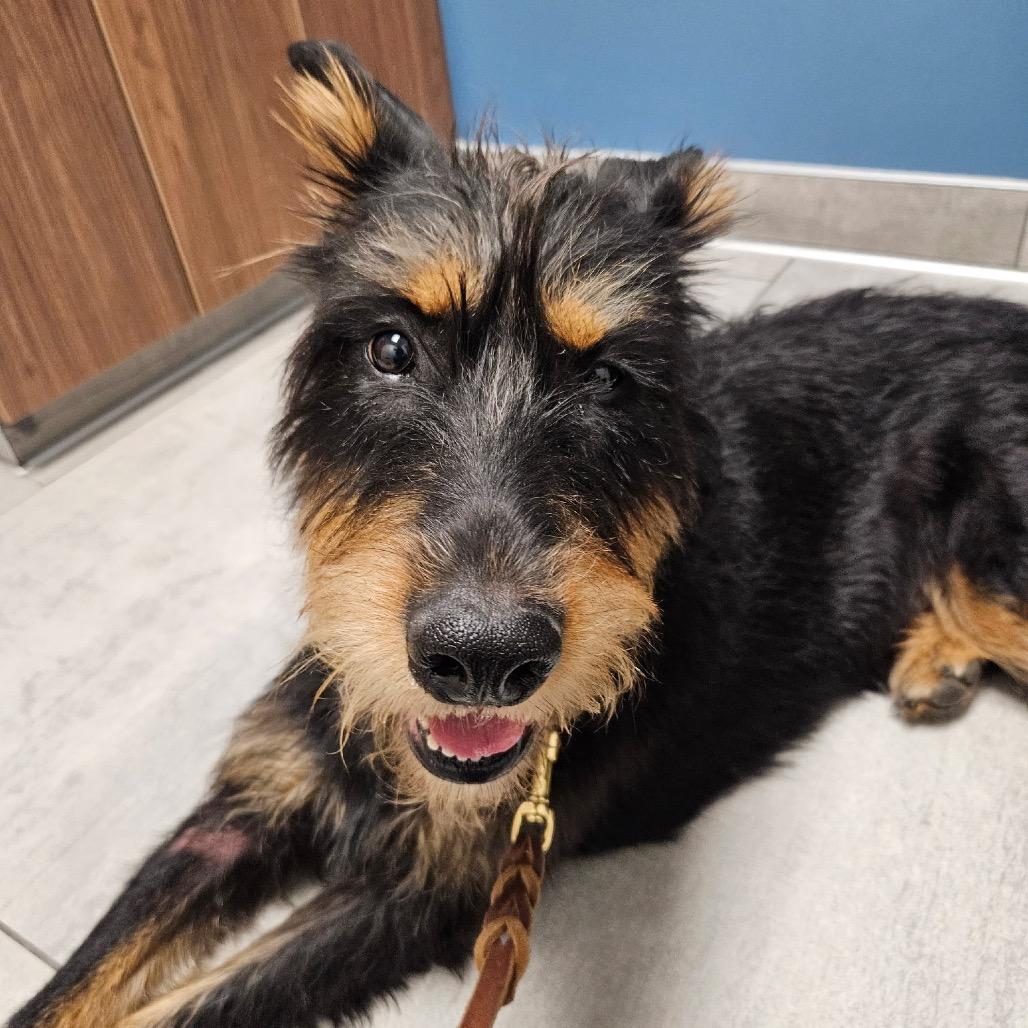 Ella (Bella), Adoptable, Adult Female Mixed Breed.