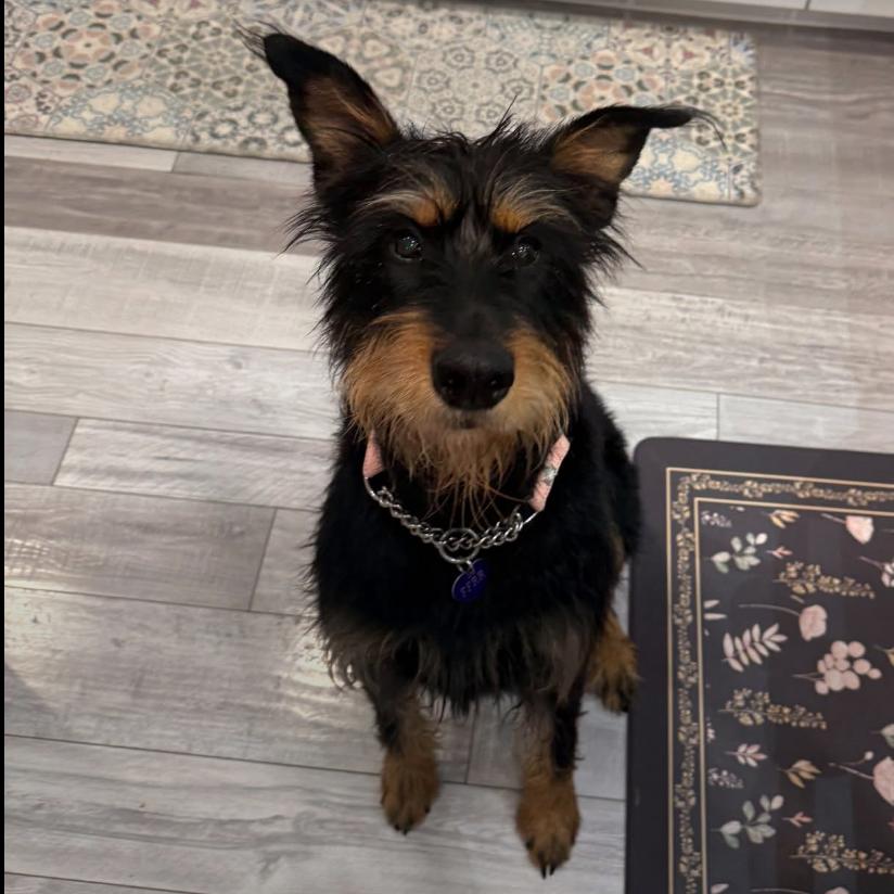 Enlarge Ella (Bella), a Adoptable Mixed Breed in Bismarck, ND image 1/2