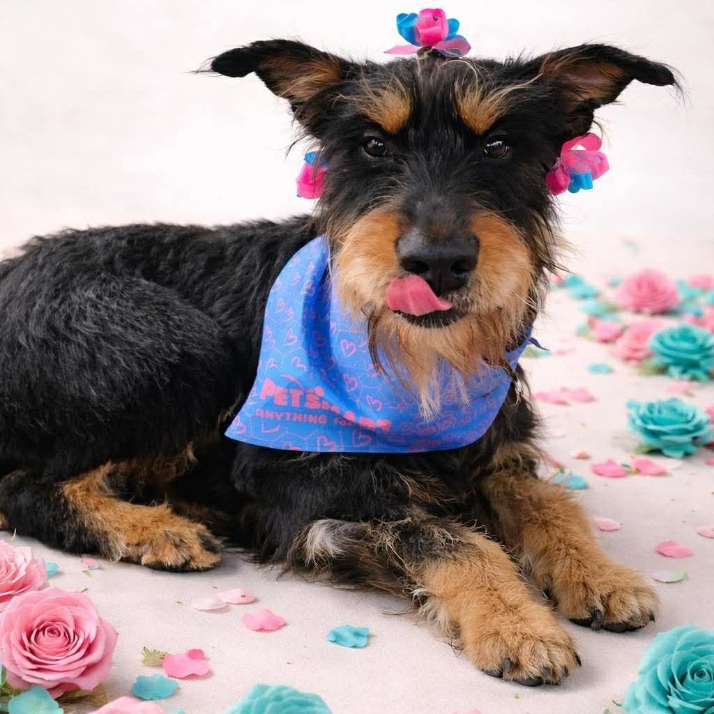 Enlarge Ella (Bella), a Adoptable Mixed Breed in Bismarck, ND image 2/5