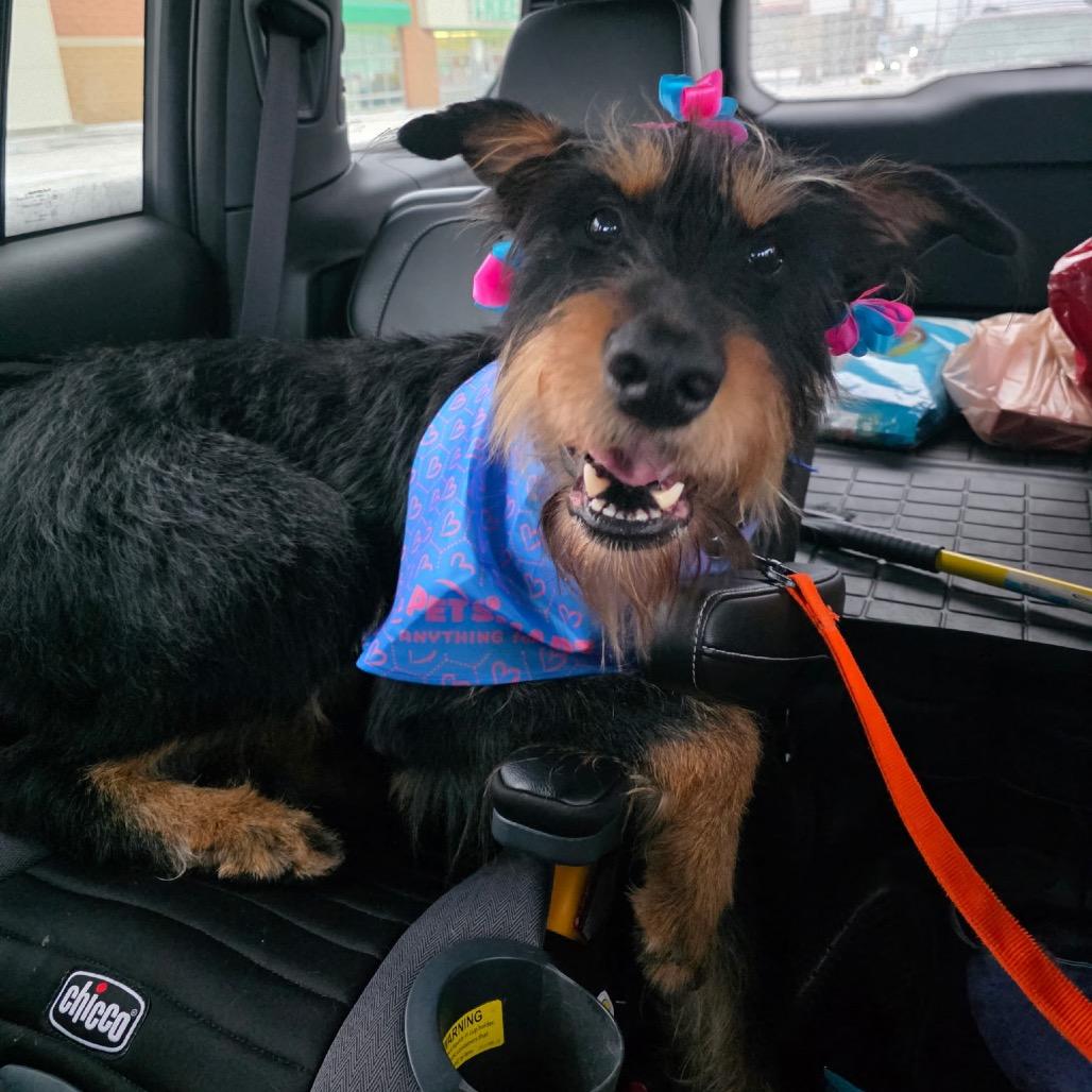 Enlarge Ella (Bella), a Adoptable Mixed Breed in Bismarck, ND image 3/5