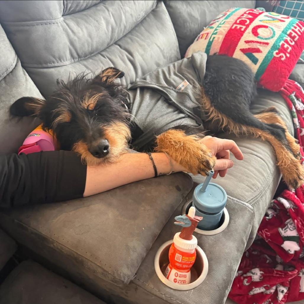 Enlarge Ella (Bella), a Adoptable Mixed Breed in Bismarck, ND image 2/2