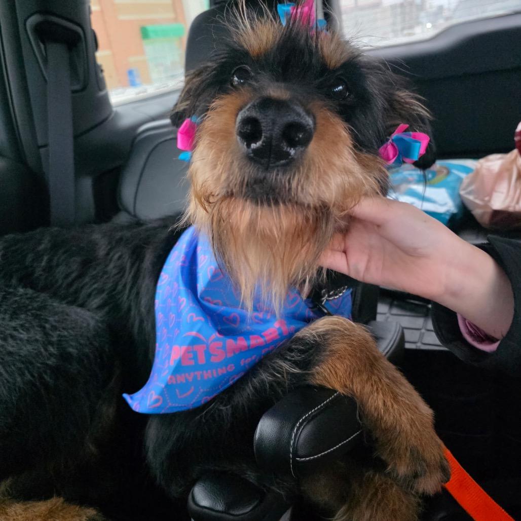 Enlarge Ella (Bella), a Adoptable Mixed Breed in Bismarck, ND image 5/5