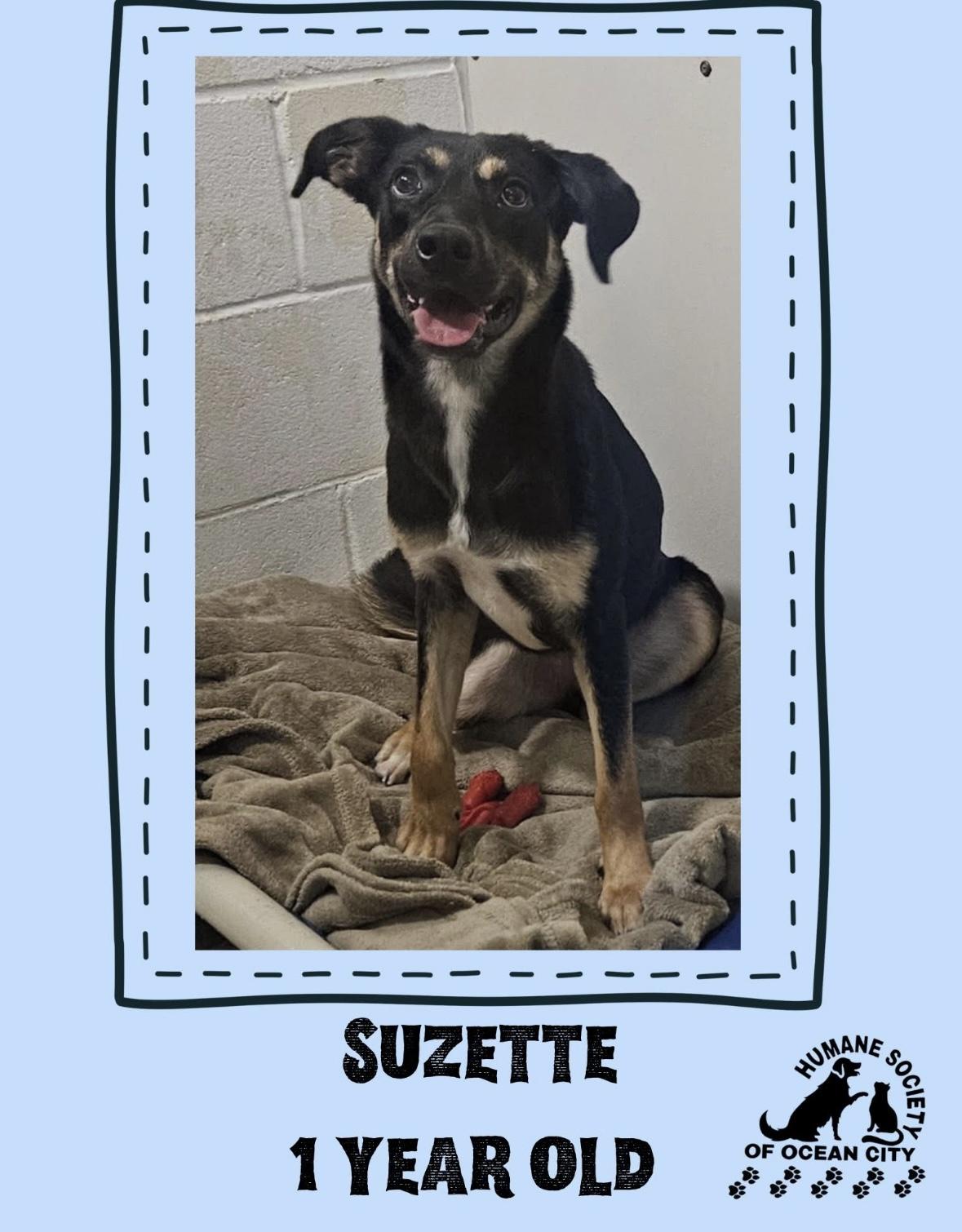 Suzette, Adopted, Young Female Mixed Breed.