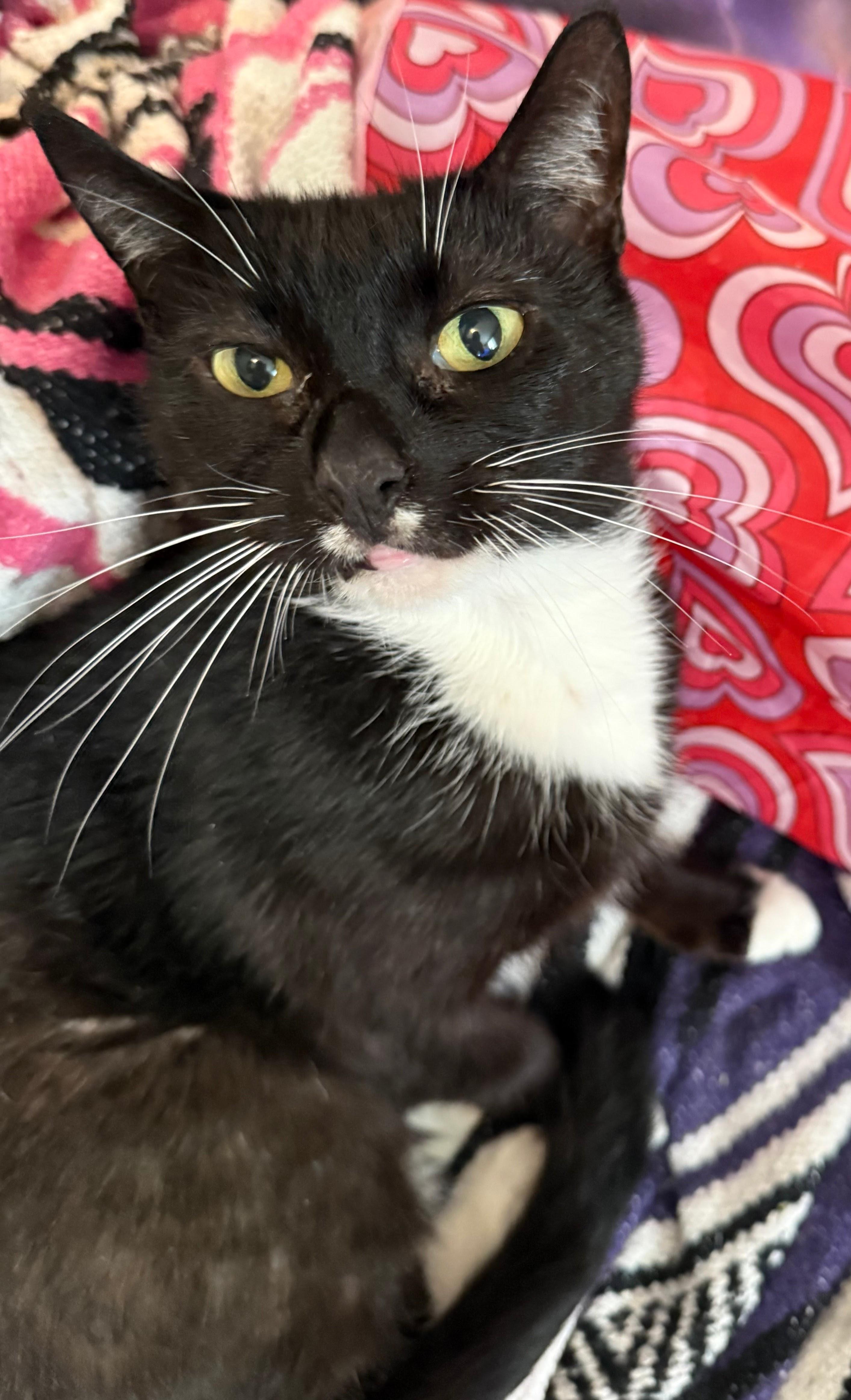 Twilight, ADOPTABLE, Adult Female Domestic Short Hair.