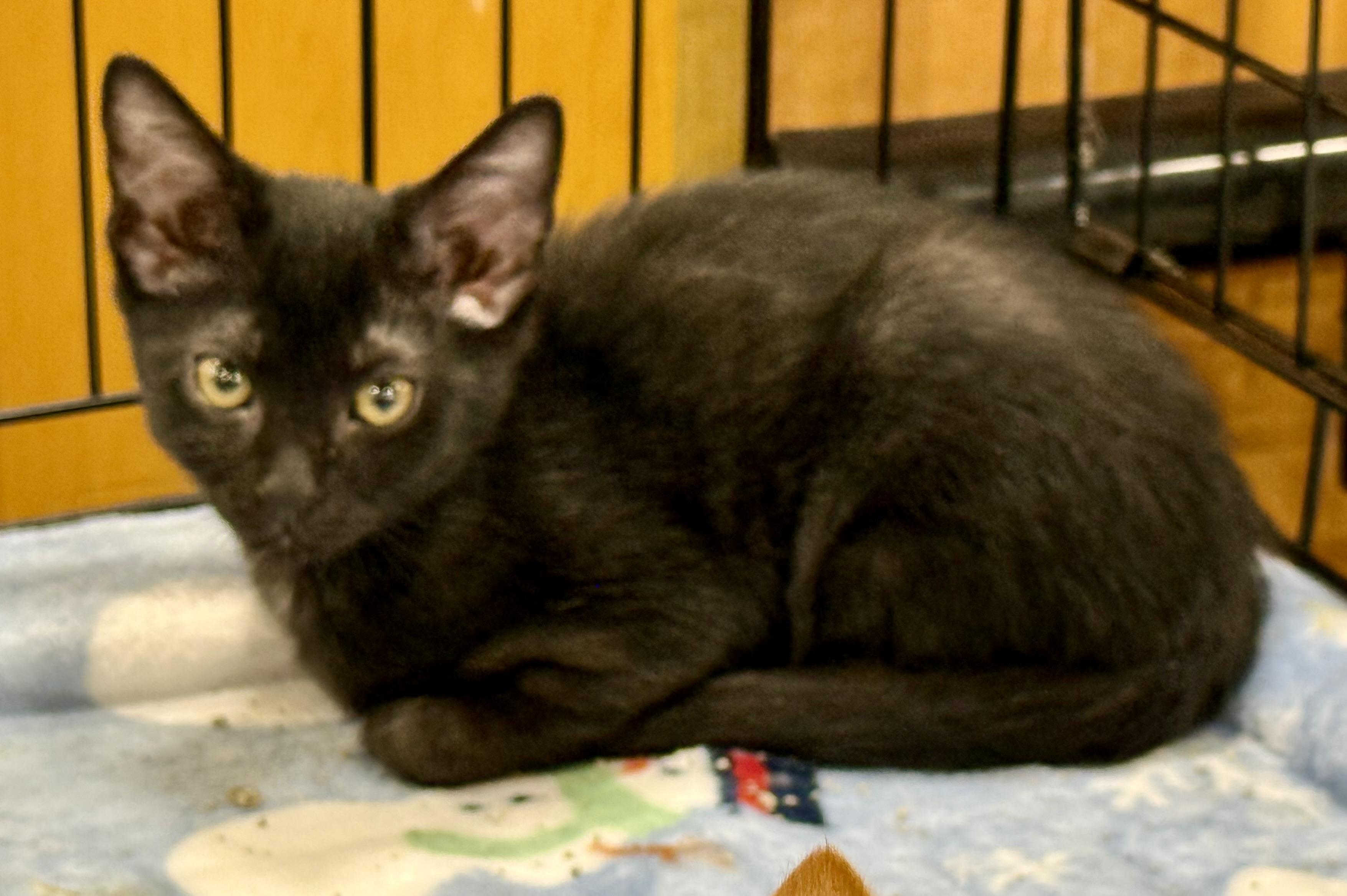 Pumpkin bread, Adoptable, Kitten Male Domestic Short Hair.