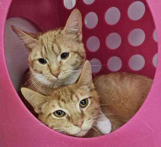 Boris and Natasha, Adoptable, Young Male Domestic Short Hair.
