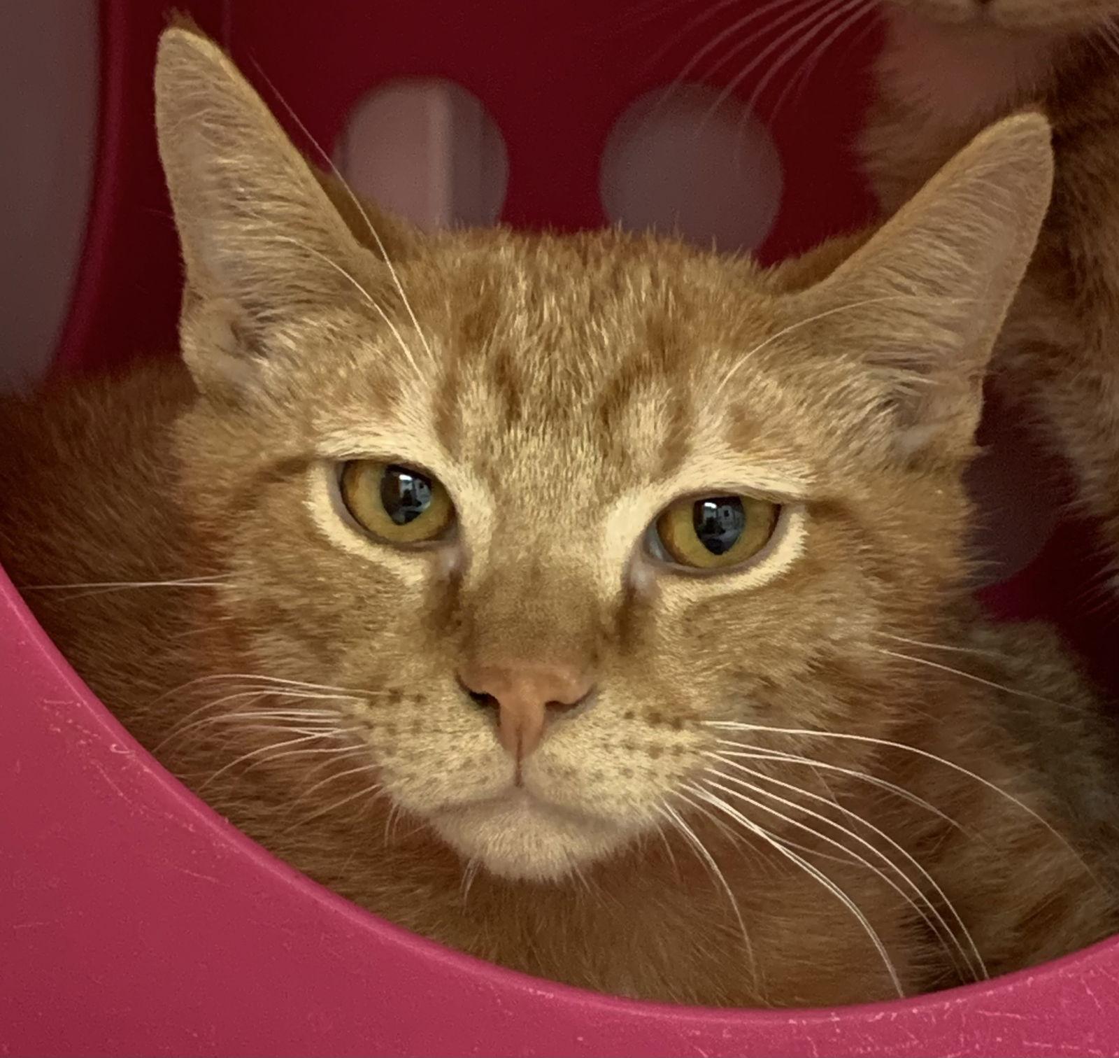 Boris and Natasha, a Adoptable Domestic Short Hair in Alexandria, VA image 2/3