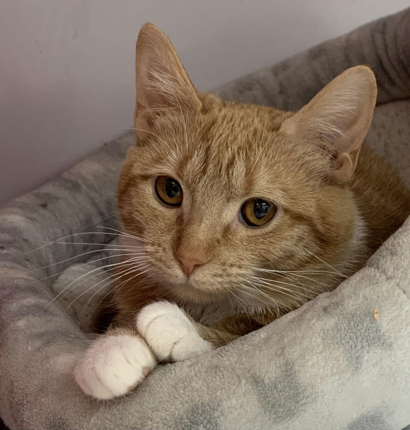 Boris and Natasha, a Adoptable Domestic Short Hair in Alexandria, VA image 3/3