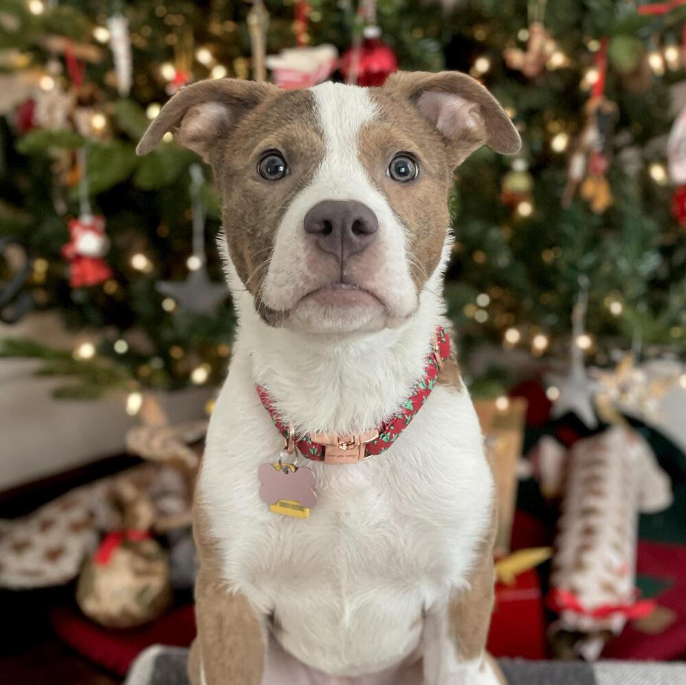 Enlarge Nyla, a Adoptable mixed breed in Plymouth, MN image 1/6