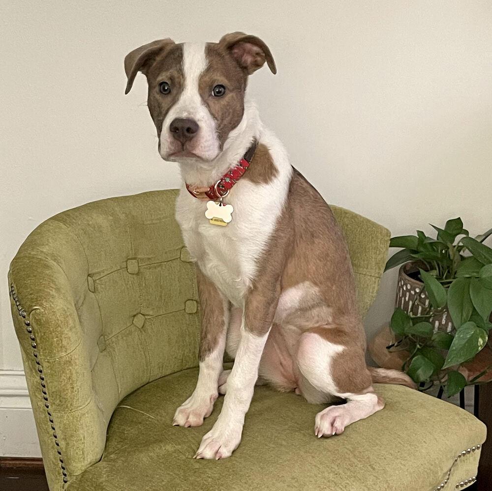 Enlarge Nyla, a Adoptable mixed breed in Plymouth, MN image 3/6