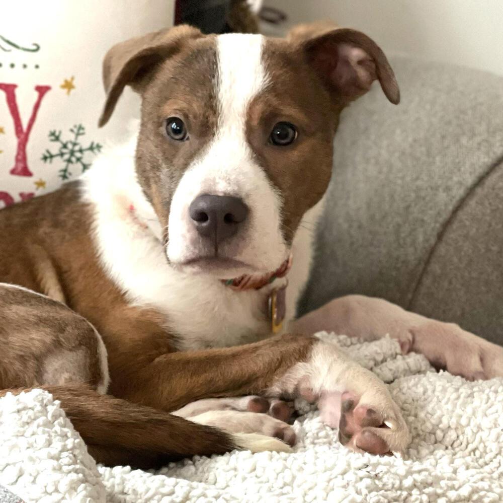 Enlarge Nyla, a Adoptable mixed breed in Plymouth, MN image 4/6