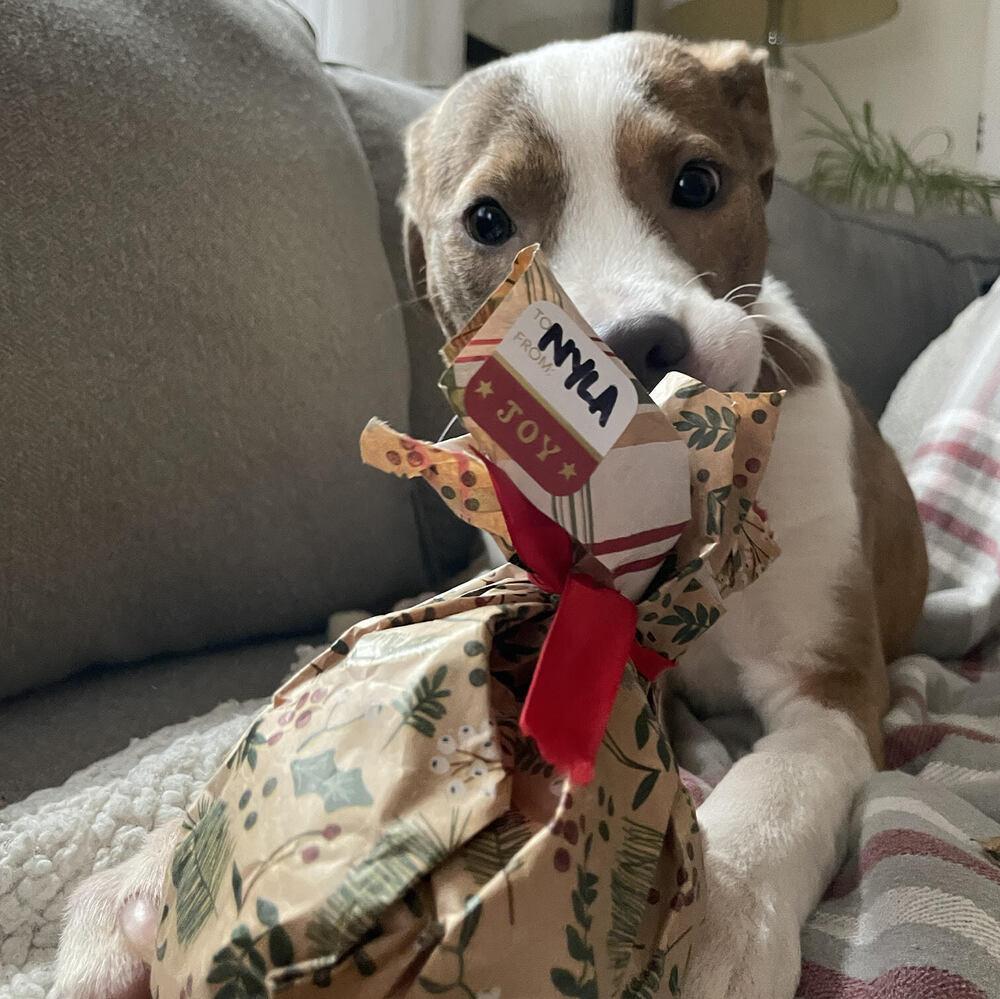 Enlarge Nyla, a Adoptable mixed breed in Plymouth, MN image 5/6