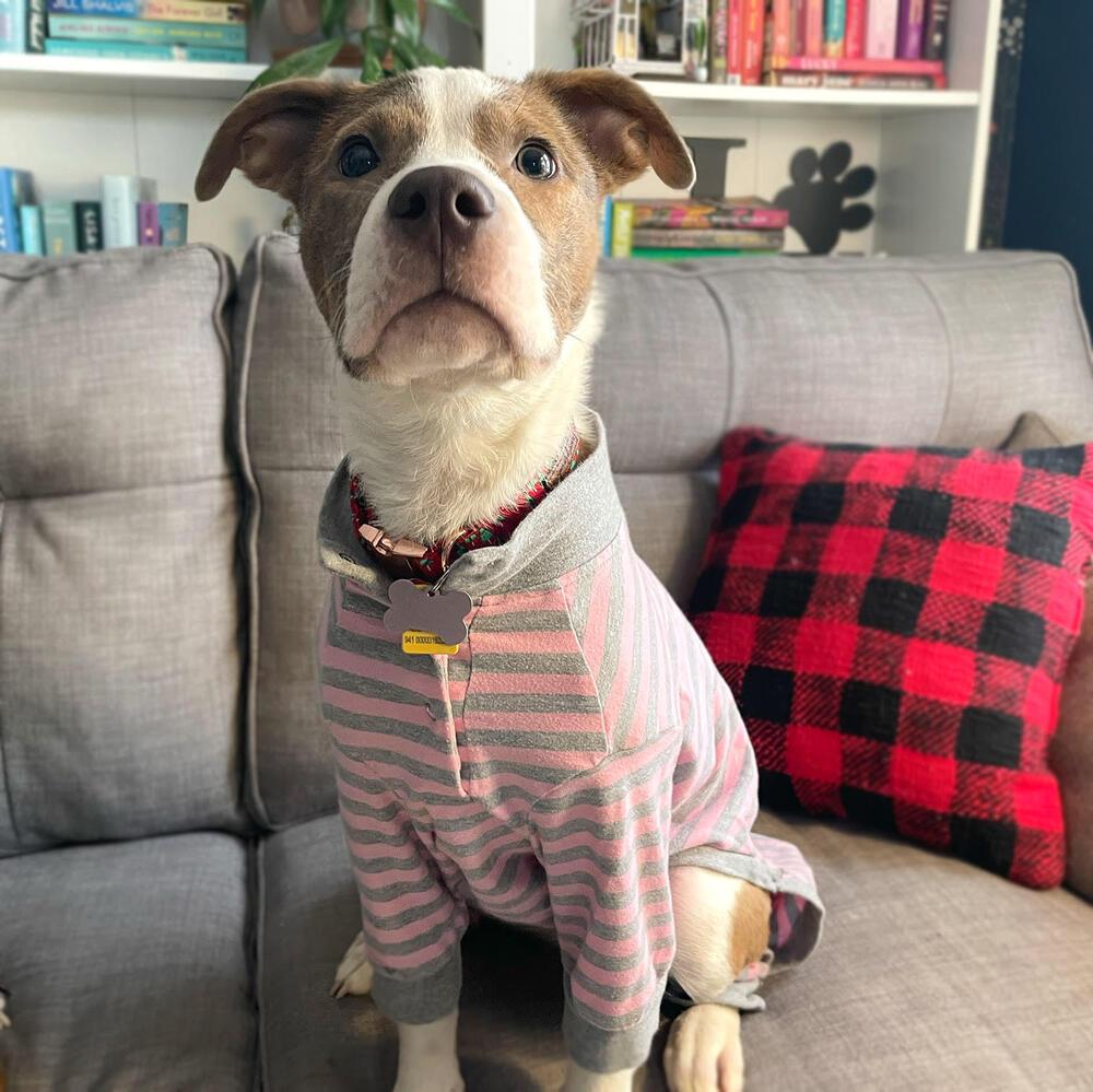 Enlarge Nyla, a Adoptable mixed breed in Plymouth, MN image 6/6