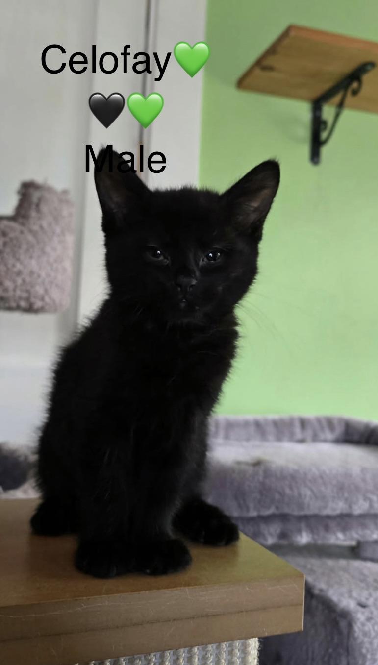 Enlarge Big Foot, Bo-Finn, Celofay, a ADOPTABLE mixed breed in Calais, ME image 3/3