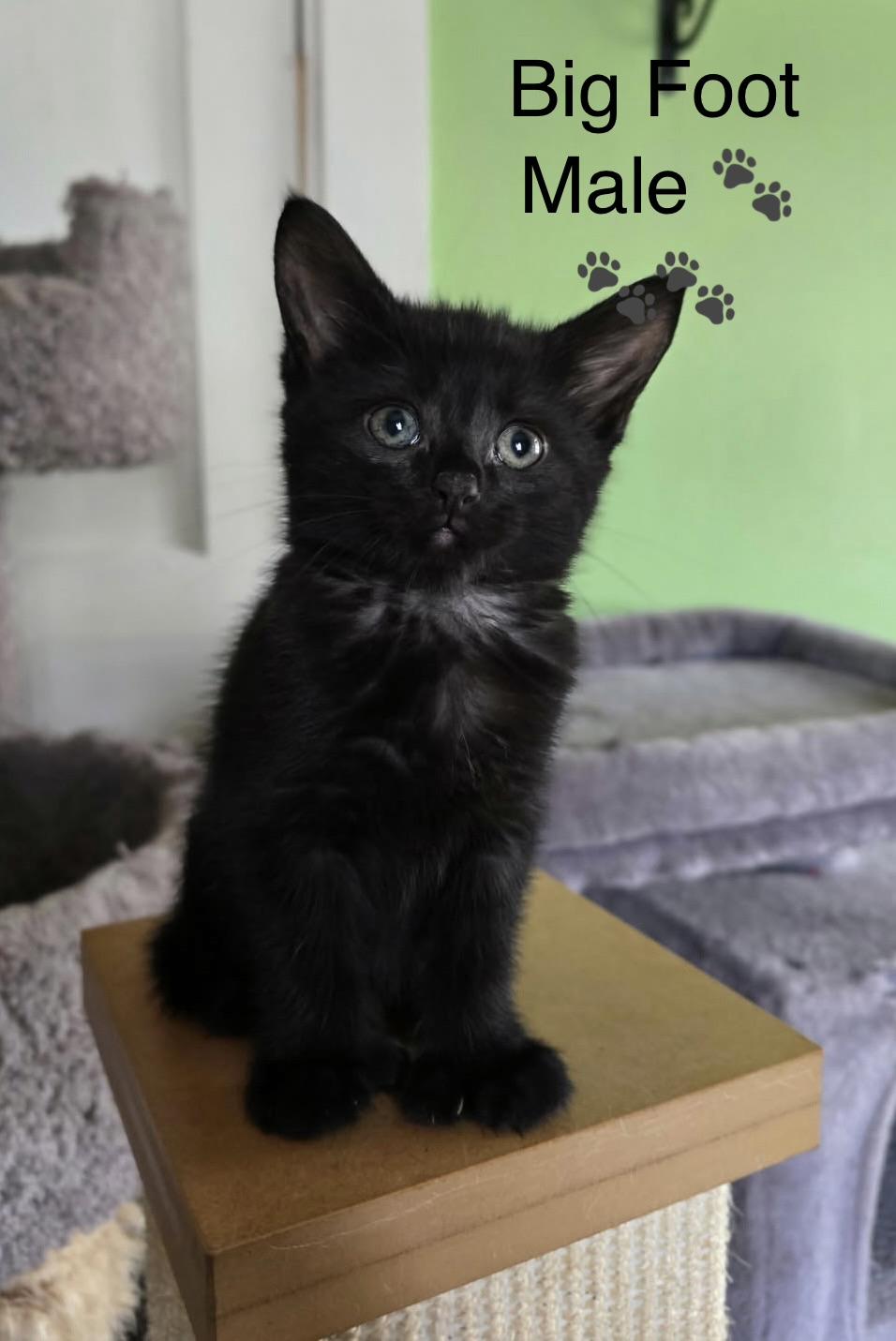 Big Foot, Bo-Finn, Celofay, ADOPTABLE, Kitten Male Domestic Short Hair.