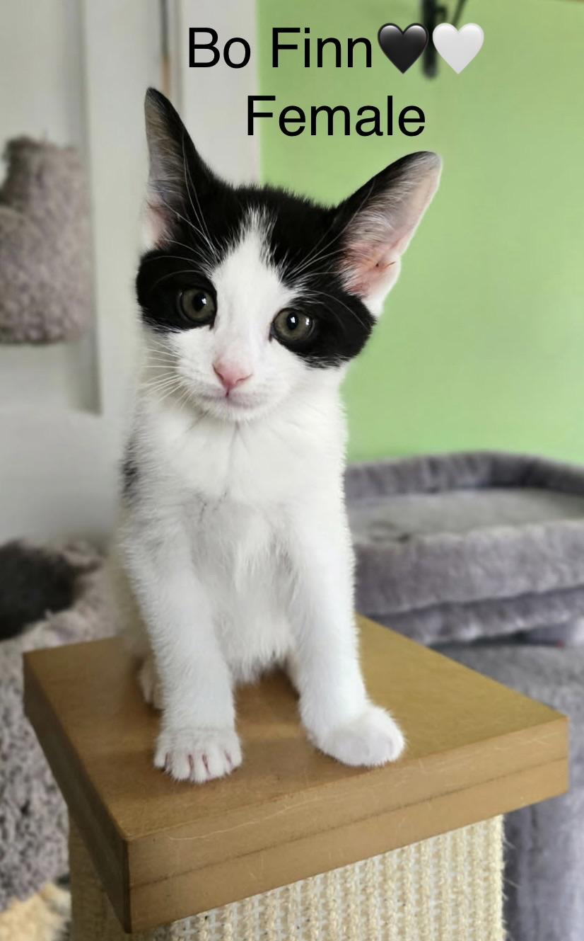 Enlarge Big Foot, Bo-Finn, Celofay, a ADOPTABLE mixed breed in Calais, ME image 2/3