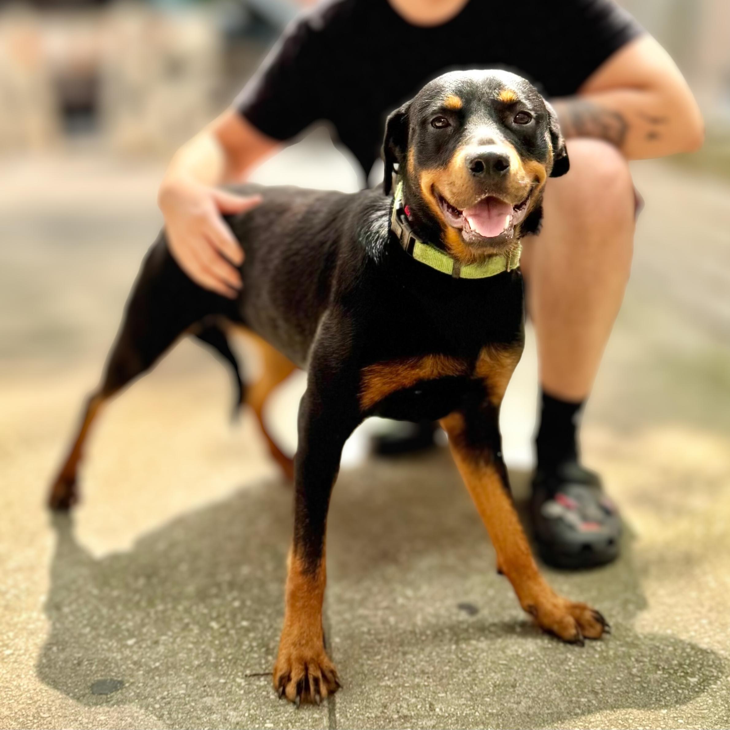With her sun-kissed coat and breezy personality Seashore is the kind of dog that makes every day fe