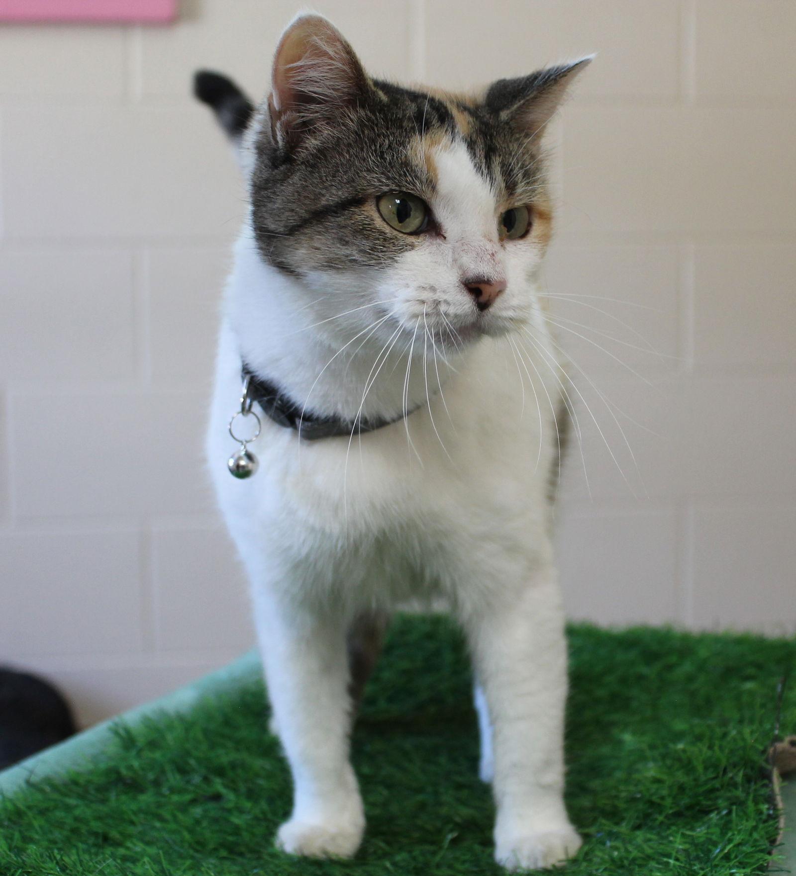 Enlarge Blanco - 42535, a Adopted mixed breed in Prattville, AL image 1/3