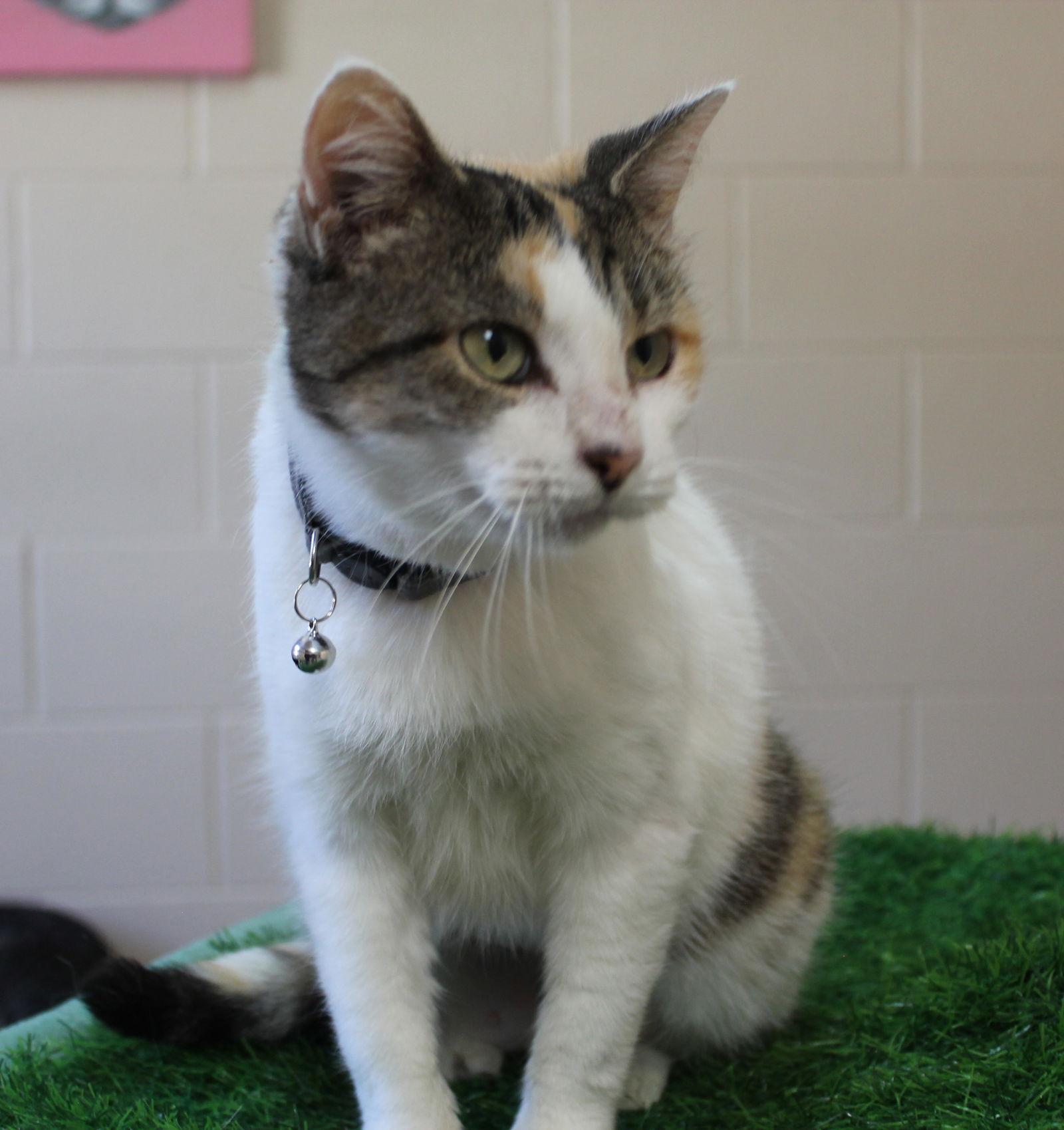 Enlarge Blanco - 42535, a Adopted mixed breed in Prattville, AL image 2/3