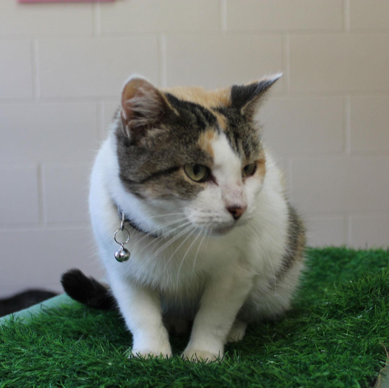 Enlarge Blanco - 42535, a Adopted mixed breed in Prattville, AL image 3/3